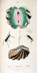 Illustration botanique et zoologique par F. E. Guérin. Du Dictionnaire pittoresque d