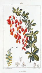 Planche botanique/Berberis sp/Épine-vinette