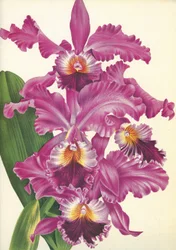 Planche botanique/Cattleya labiata var. Perfecta/Lindenia