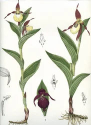 Planche botanique/Cypripedium calceolus/Sabot de Vénus