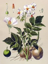 Planche botanique, plante de pomme de terre (Solanum tuberosum)