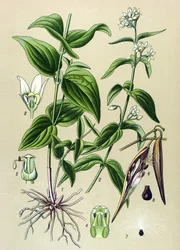 Tableau botanique : dompte-venin officinal (Vincetoxicum hirundinaria)