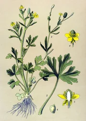 Planche botanique. Plante vénéneuse (toxique) : renoncule scélérate ou renoncule à feuilles de céleri (Ranunculus sceleratus)