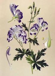 Planche botanique. Plante vénéneuse et médicinale : aconit panaché (Aconitum variegatum)