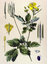 Planche botanique, plante vénéneuse et médicinale : chélidoine (Chelidonium majus)