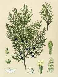 Planche botanique. Plante vénéneuse (toxique) et médicinale : genévrier sabine (Juniperus sabina)