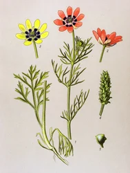 Planche botanique. Plante vénéneuse (toxique) et médicinale : adonis d