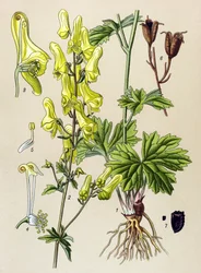 Planche botanique, plante vénéneuse et médicinale : Tue-loup (Aconitum lycoctonum)