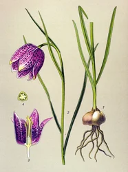 Planche botanique, plante vénéneuse : Fritillaire pintade (Fritillaria meleagris)