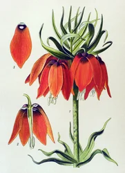 Planche botanique. Plante vénéneuse (toxique) : fritillaire impériale (Fritillaria imperialis)