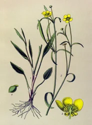 Planche botanique. Plante vénéneuse (toxique) et médicinale : renoncule flammette, petite douve ou petite flamme (Ranunculus flammula)
