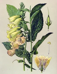 Planche botanique, plante : Digitale à grandes fleurs (Digitalis grandiflora)