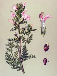 Planche botanique, plante : pédiculaire des marais (Pedicularis palustris)