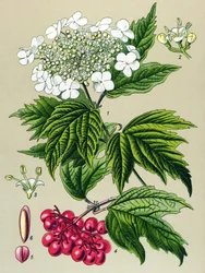 Planche botanique, plante : viorne obier (Viburnum opulus)