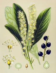 Planche botanique, plante : Laurier-cerise (Prunus Laurocerasus)