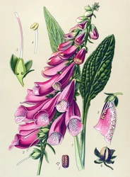 Planche botanique, plante : digitale pourpre (Digitalis purpurea)