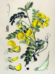 Planche botanique, plante : baguenaudier (Colutea arborescens)
