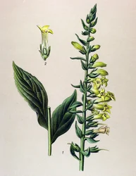 Planche botanique, plante : digitale jaune ou petite digitale (Digitalis lutea)