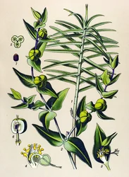 Planche botanique, plante vénéneuse et médicinale : Euphorbe épurge (Euphorbia lathyris)