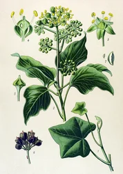 Planche botanique, plante toxique et médicinale : Lierre grimpant ou lierre commun (Hedera helix)