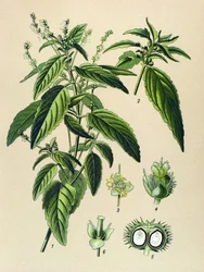 Planche botanique, plante vénéneuse : mercuriale annuelle (Mercurialis annua)
