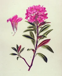 Planche botanique, plante vénéneuse (toxique) : rhododendron ferrugineux (Rhododendron ferrugineum)