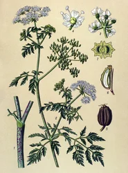 Planche botanique, plante vénéneuse (toxique) : ciguë (Conium maculatum)