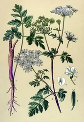 Planche botanique, plante vénéneuse : cerfeuil penché (Chaerophyllum temulum)