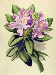 Planche botanique, plante vénéneuse (toxique) : rhododendron pontique (Rhododendron ponticum)