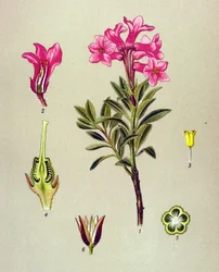 Planche botanique, plante vénéneuse (toxique) : rhododendron cilié (Rhododendron hirsutum)