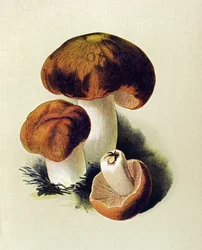 Planche botanique avec champignon toxique (vénéneux) : russule fétide (Russula foetens)