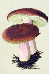 Planche botanique avec champignon toxique (vénéneux) : russule émétique (Russula emetica)