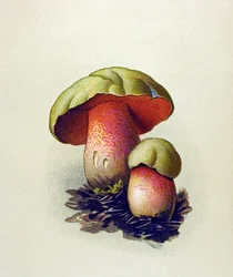 Planche botanique avec champignon toxique (vénéneux) : bolet du loup (Boletus lupinus)