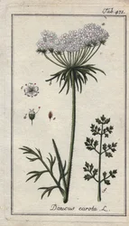 Botanique : fleur de carotte - Fleurs et feuilles de carotte, Daucus carota. Gravure sur cuivre coloriée à la main d