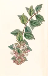 Illustration botanique / Abelia chinensis / Abelia rupestris / Abélia de Chine