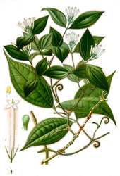 Illustration botanique/Strychnos toxifera/Curare