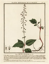 Circée de Paris, Circaea lutetiana