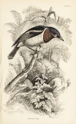 Gobemouche à gorge brune, Platysteira cyanea (Todier à gorge brune, Platystera lobata). Gravure sur acier coloriée à la main par William Lizars d