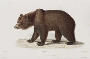 Ours brun, Kamtchatka, Russie