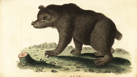 Ours brun, Ursus arctos