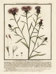 Centaurea jacea