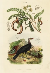 Dindon brosse et tamarin.,1834-1839 (gravure)