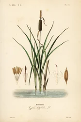 Massette