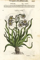 Jonquille à fleurs groupées, Narcissus tazetta