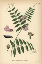 Vesce des haies, Vicia sepium