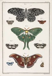 Papillons