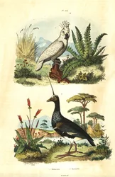 Cacatua galerita, cacatoès à huppe jaune et kamichi cornu, Anhima cornuta. Cacatoès et kamichis