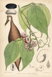 Fève de Calabar ou fève d