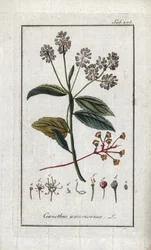 Lilas de Californie (Ceanothus americanus). Lithographie de « Afbeelding der Artseny-Gewassen » par Johannes Zorn (1739-1799), Pays-Bas