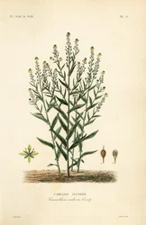 Caméline ou faux lin, Camelina sativa, Cameline cultivée